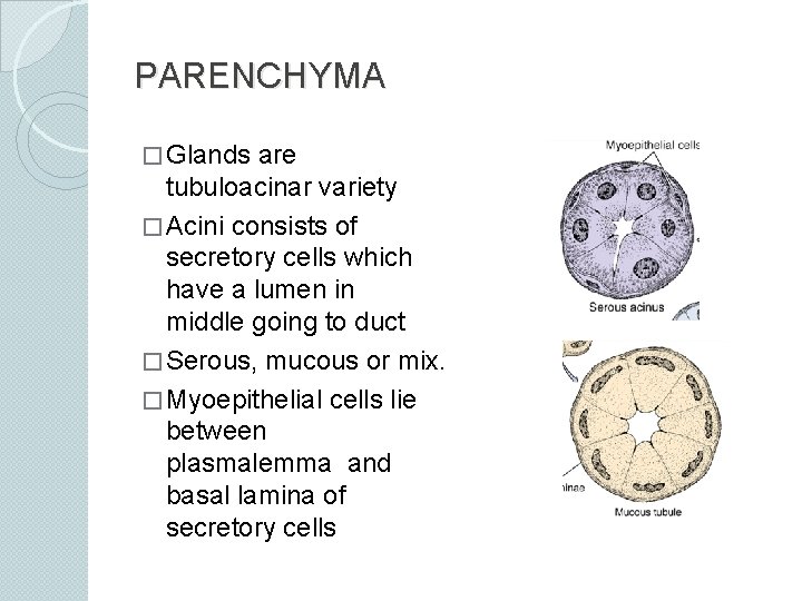PARENCHYMA � Glands are tubuloacinar variety � Acini consists of secretory cells which have