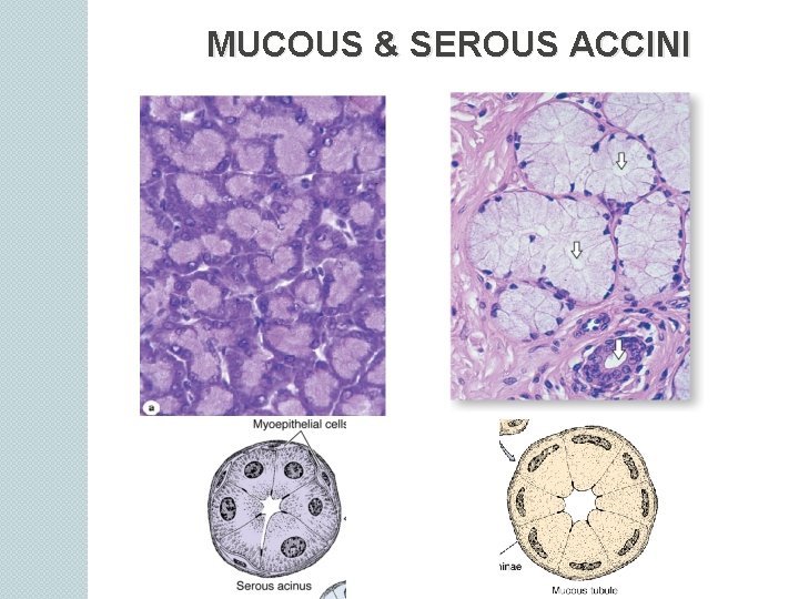 MUCOUS & SEROUS ACCINI 