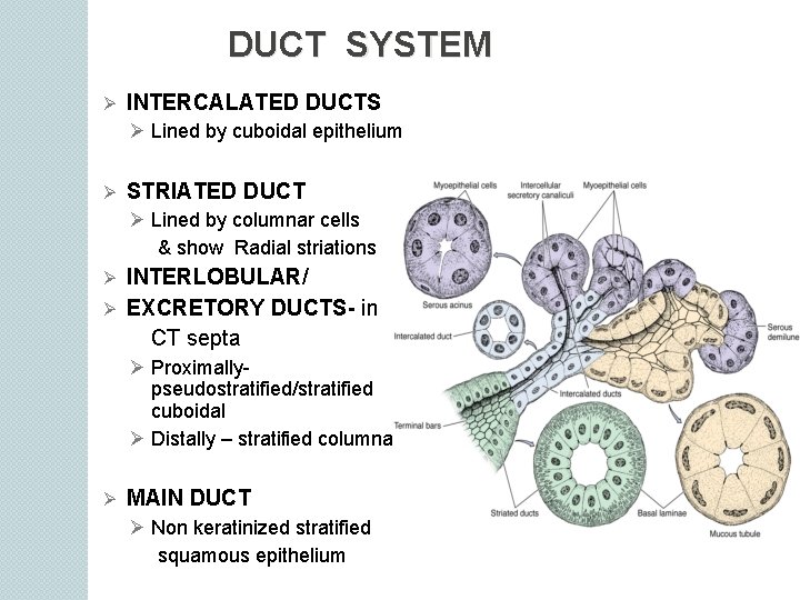 DUCT SYSTEM Ø INTERCALATED DUCTS Ø Lined by cuboidal epithelium Ø STRIATED DUCT Ø