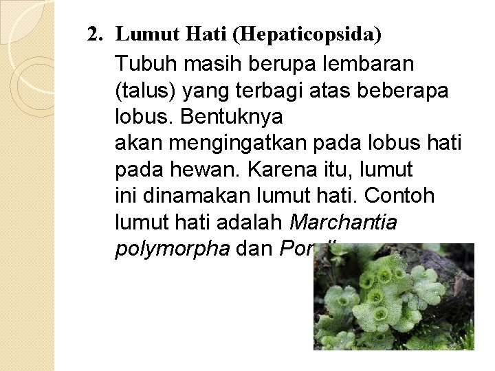 2. Lumut Hati (Hepaticopsida) Tubuh masih berupa lembaran (talus) yang terbagi atas beberapa lobus.