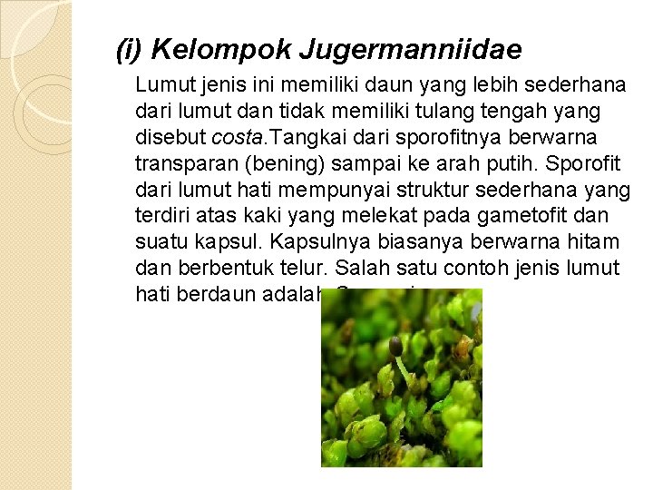 (i) Kelompok Jugermanniidae Lumut jenis ini memiliki daun yang lebih sederhana dari lumut dan
