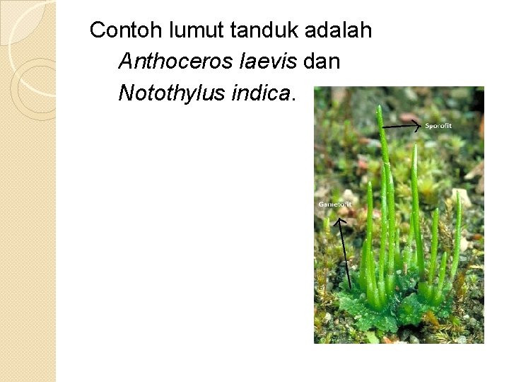 Contoh lumut tanduk adalah Anthoceros laevis dan Notothylus indica. 