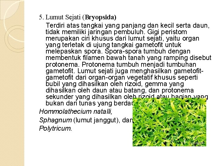 5. Lumut Sejati (Bryopsida) Terdiri atas tangkai yang panjang dan kecil serta daun, tidak