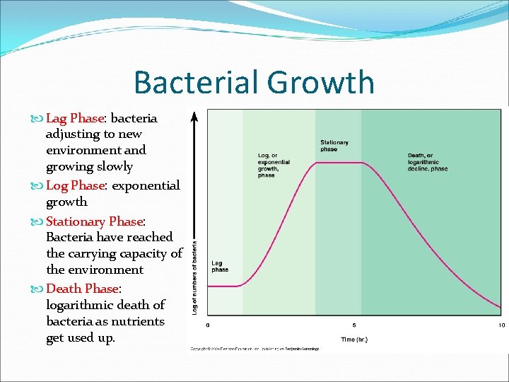 Bacterial Growth Lag Phase: bacteria adjusting to new environment and growing slowly Log Phase: