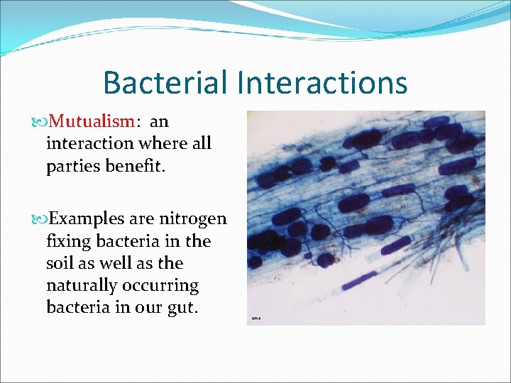 Bacterial Interactions Mutualism: an interaction where all parties benefit. Examples are nitrogen fixing bacteria