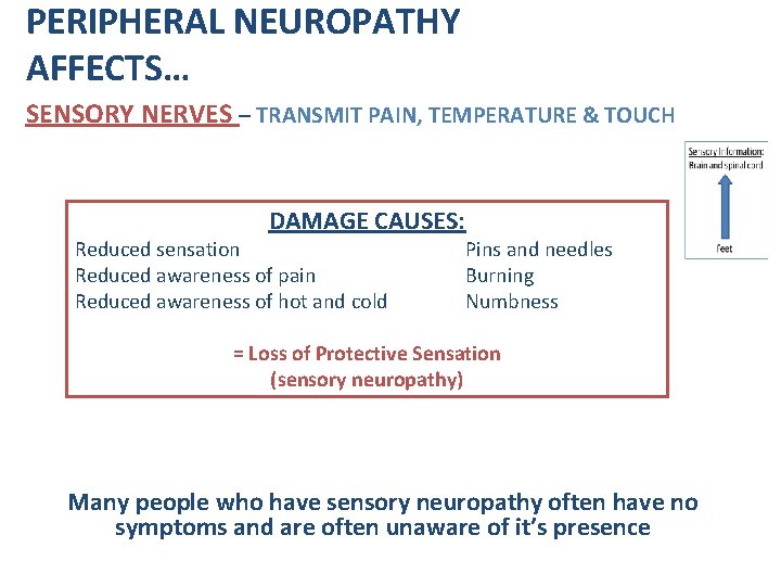 PERIPHERAL NEUROPATHY AFFECTS… SENSORY NERVES – TRANSMIT PAIN, TEMPERATURE & TOUCH DAMAGE CAUSES: Reduced