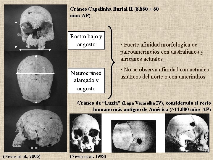 Cráneo Capelinha Burial II (8. 860 ± 60 años AP) Rostro bajo y angosto