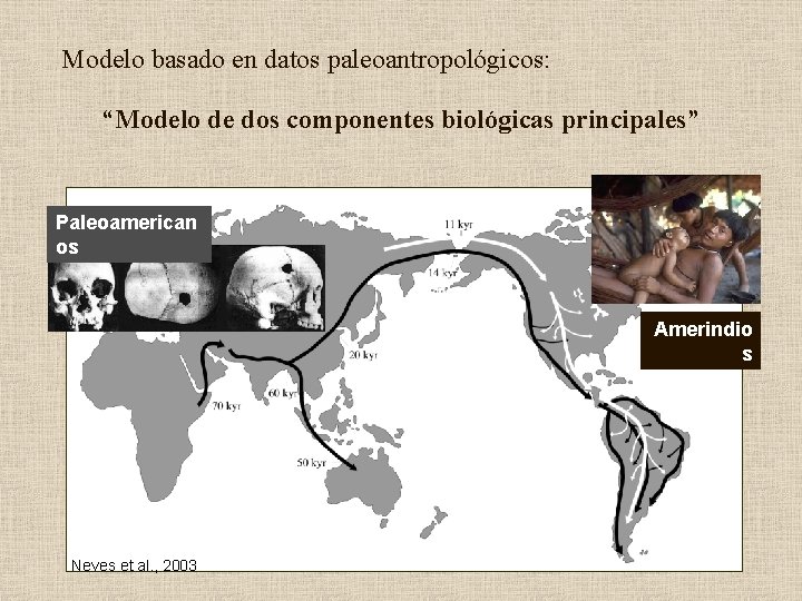 Modelo basado en datos paleoantropológicos: “Modelo de dos componentes biológicas principales” Paleoamerican os Amerindio