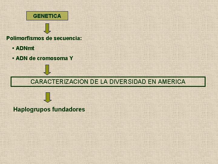 GENETICA Polimorfismos de secuencia: • ADNmt • ADN de cromosoma Y CARACTERIZACION DE LA