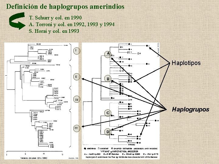 Definición de haplogrupos amerindios T. Schurr y col. en 1990 A. Torroni y col.
