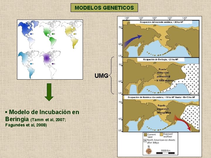 MODELOS GENETICOS UMG • Modelo de Incubación en Beringia (Tamm et al, 2007; Fagundes