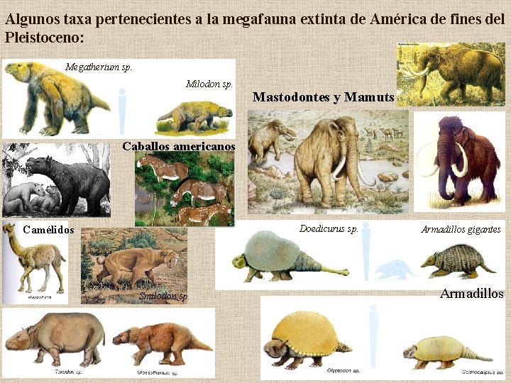 Algunos taxa pertenecientes a la megafauna extinta de América de fines del Pleistoceno: Megatherium