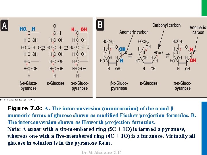 Dr. M. Alzaharna 2016 Figure 7. 6: A. The interconversion (mutarotation) of the α