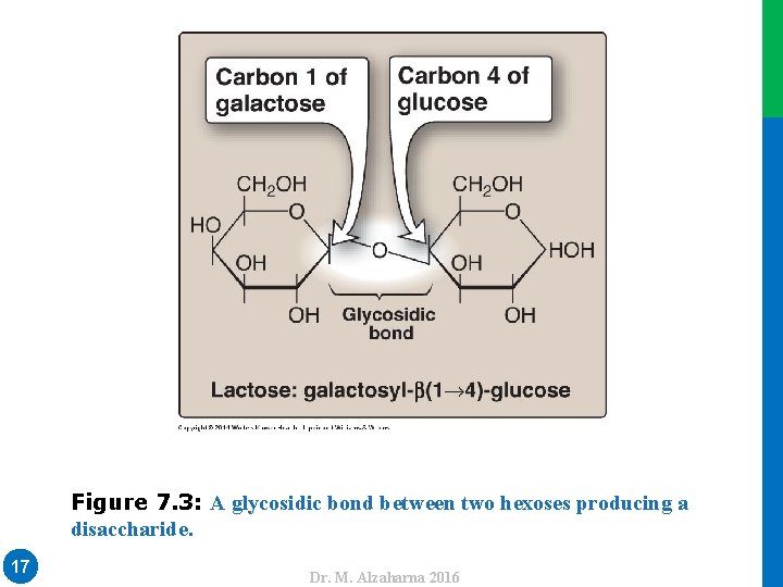 17 Dr. M. Alzaharna 2016 Figure 7. 3: A glycosidic bond between two hexoses