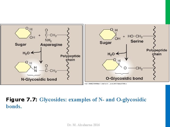 bonds. Dr. M. Alzaharna 2016 Figure 7. 7: Glycosides: examples of N- and O-glycosidic