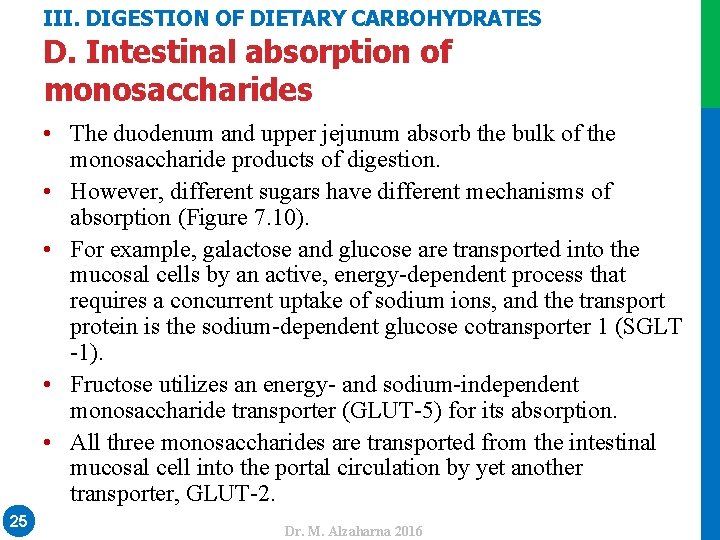 III. DIGESTION OF DIETARY CARBOHYDRATES • The duodenum and upper jejunum absorb the bulk