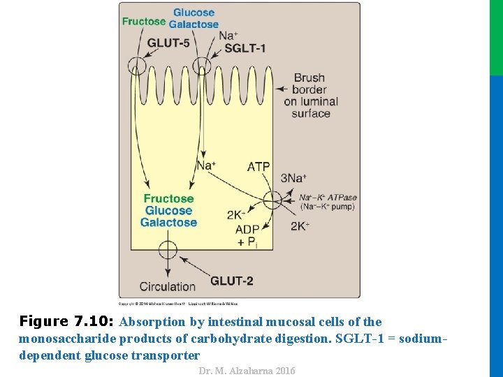 Dr. M. Alzaharna 2016 Figure 7. 10: Absorption by intestinal mucosal cells of the