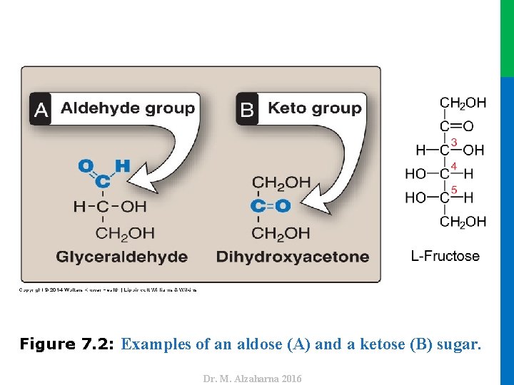 Dr. M. Alzaharna 2016 Figure 7. 2: Examples of an aldose (A) and a