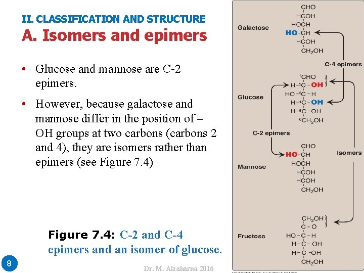 II. CLASSIFICATION AND STRUCTURE A. Isomers and epimers • Glucose and mannose are C-2