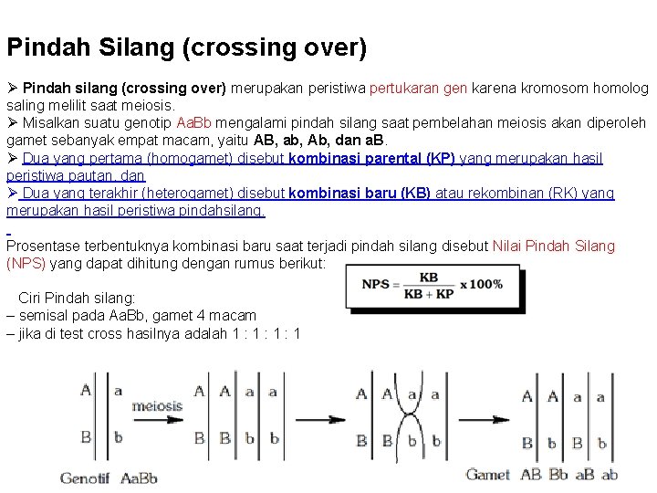 Pindah Silang (crossing over) Ø Pindah silang (crossing over) merupakan peristiwa pertukaran gen karena