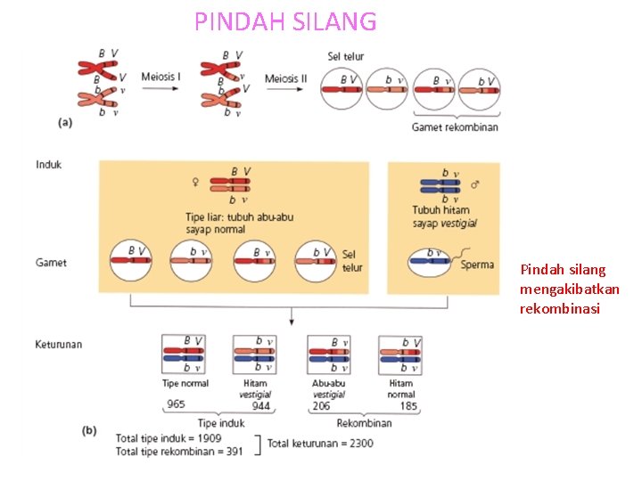 PINDAH SILANG Pindah silang mengakibatkan rekombinasi 