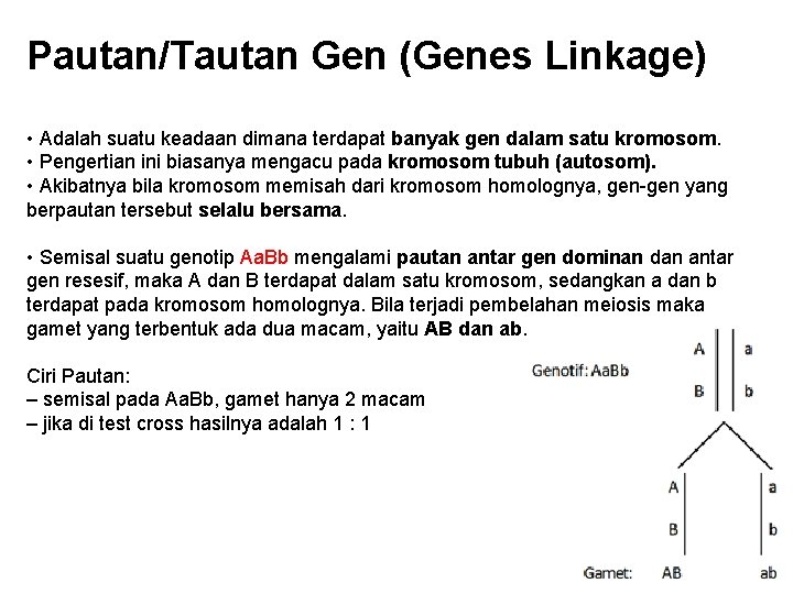 Pautan/Tautan Gen (Genes Linkage) • Adalah suatu keadaan dimana terdapat banyak gen dalam satu