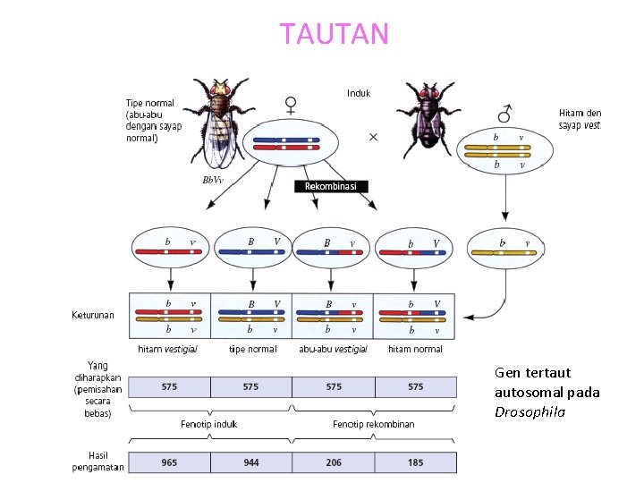 TAUTAN Gen tertaut autosomal pada Drosophila 