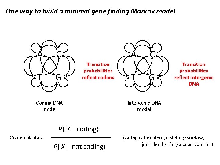 One way to build a minimal gene finding Markov model A T C G