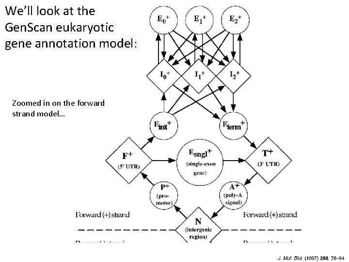 We’ll look at the Gen. Scan eukaryotic gene annotation model: Zoomed in on the