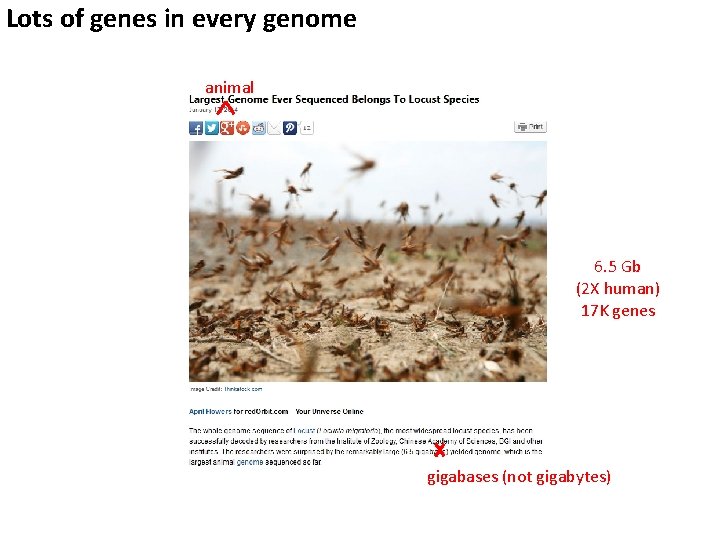 Lots of genes in every genome animal 6. 5 Gb (2 X human) 17