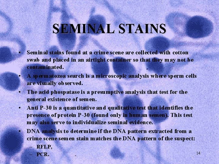 SEMINAL STAINS • Seminal stains found at a crime scene are collected with cotton