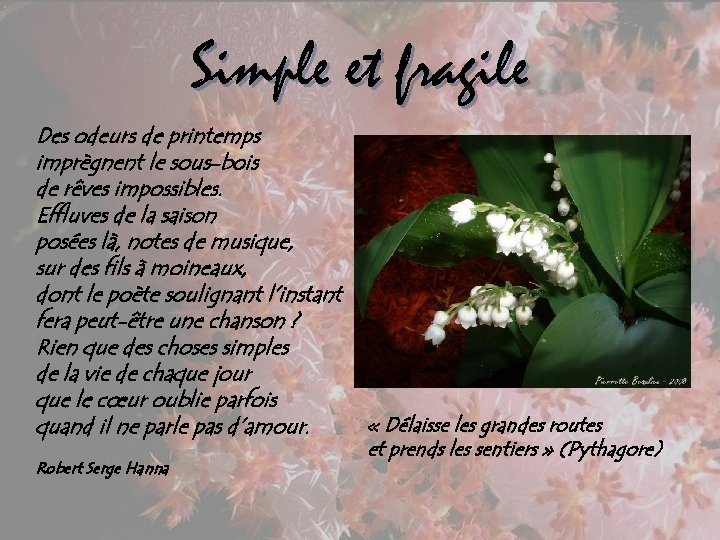 Simple et fragile Des odeurs de printemps imprègnent le sous-bois de rêves impossibles. Effluves