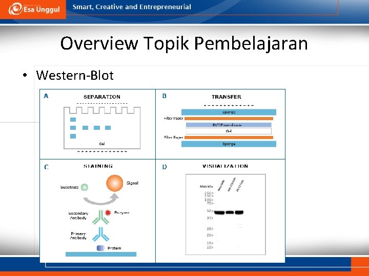 Overview Topik Pembelajaran • Western-Blot 