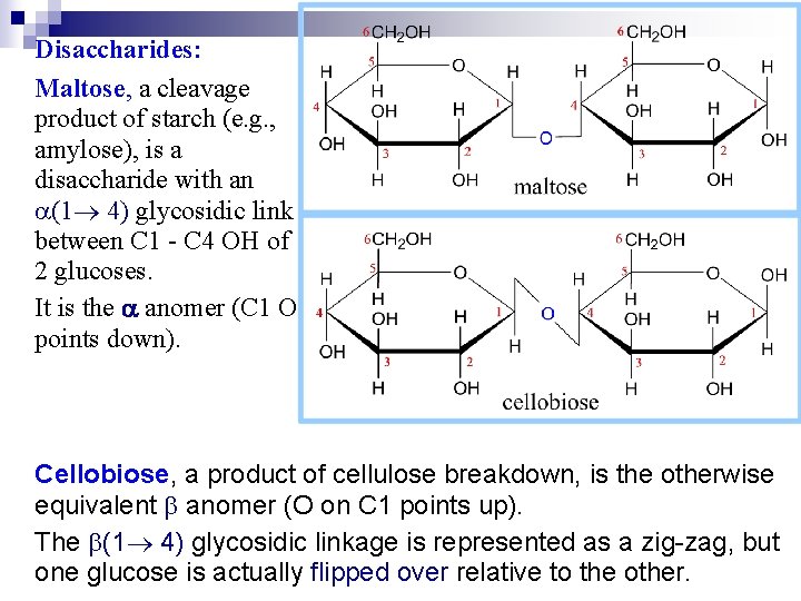 Disaccharides: Maltose, a cleavage product of starch (e. g. , amylose), is a disaccharide