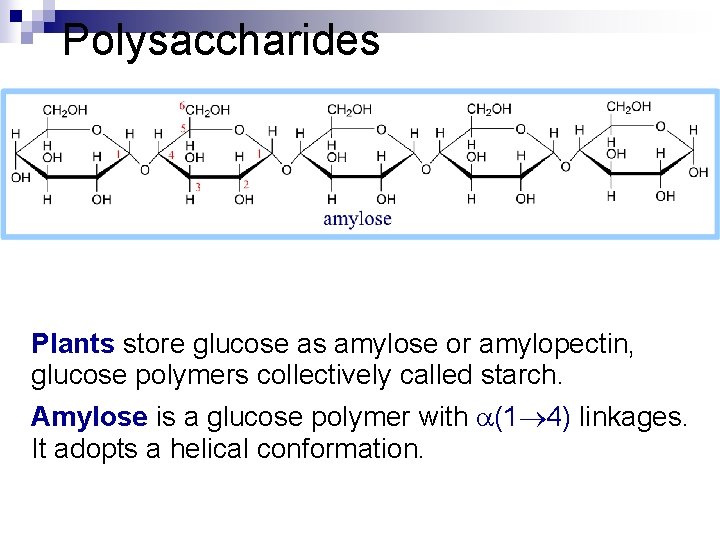 Polysaccharides Plants store glucose as amylose or amylopectin, glucose polymers collectively called starch. Amylose