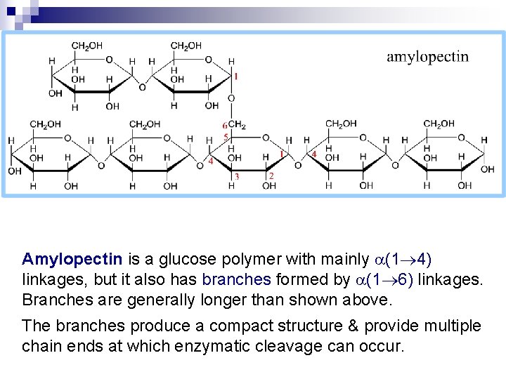 Amylopectin is a glucose polymer with mainly a(1 4) linkages, but it also has