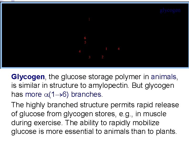 Glycogen, the glucose storage polymer in animals, is similar in structure to amylopectin. But