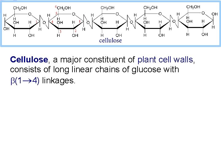 Cellulose, a major constituent of plant cell walls, consists of long linear chains of