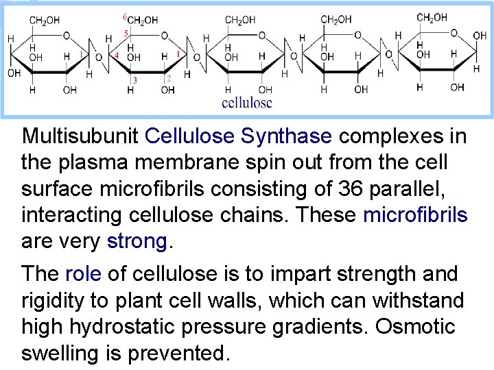 Multisubunit Cellulose Synthase complexes in the plasma membrane spin out from the cell surface