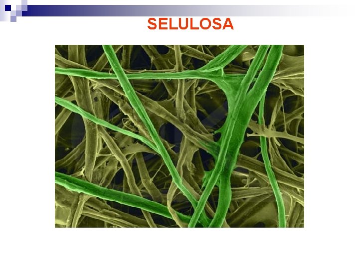 SELULOSA 