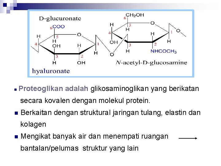 n Proteoglikan adalah glikosaminoglikan yang berikatan secara kovalen dengan molekul protein. n Berkaitan dengan