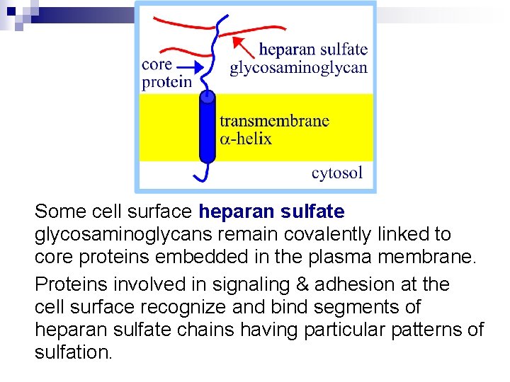 Some cell surface heparan sulfate glycosaminoglycans remain covalently linked to core proteins embedded in