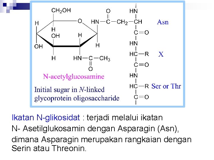 Ikatan N-glikosidat : terjadi melalui ikatan N- Asetilglukosamin dengan Asparagin (Asn), dimana Asparagin merupakan