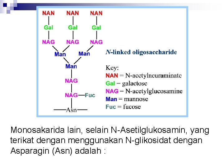 Monosakarida lain, selain N-Asetilglukosamin, yang terikat dengan menggunakan N-glikosidat dengan Asparagin (Asn) adalah :