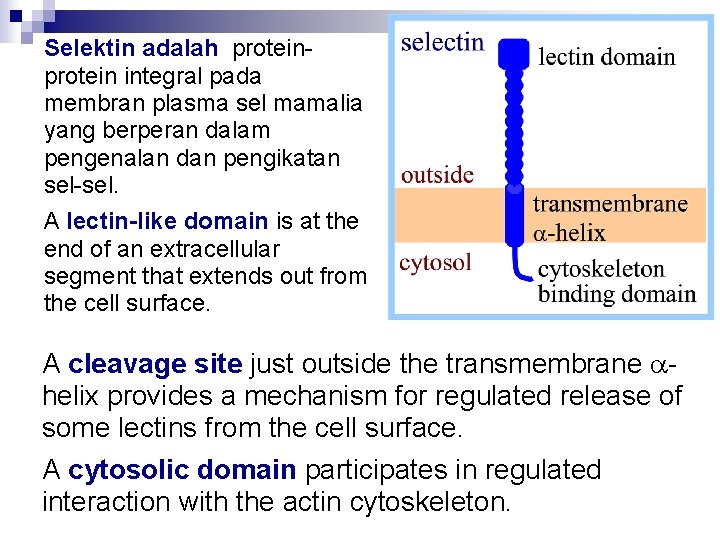 Selektin adalah protein integral pada membran plasma sel mamalia yang berperan dalam pengenalan dan