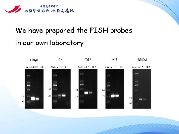 We have prepared the FISH probes in our own laboratory 