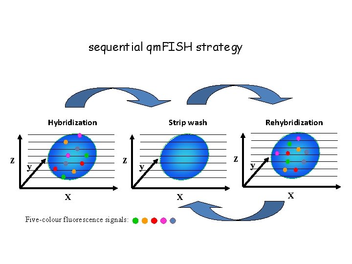 sequential qm. FISH strategy Hybridization z Strip wash z y X Five-colour fluorescence signals: