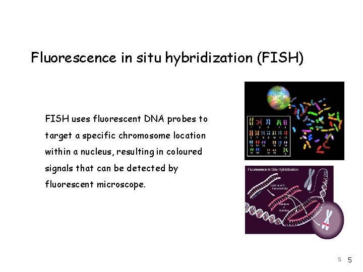 Fluorescence in situ hybridization (FISH) FISH uses fluorescent DNA probes to target a specific