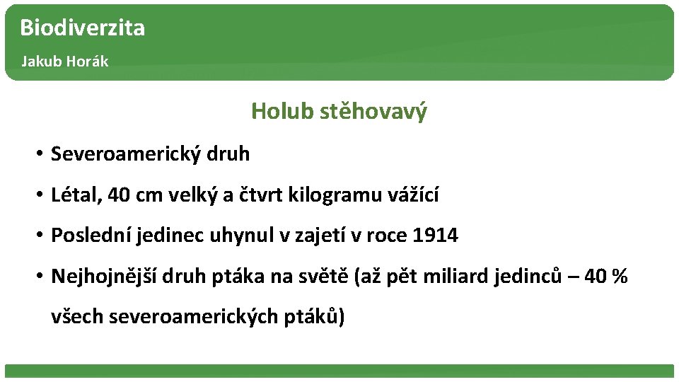 Biodiverzita Jakub Horák Holub stěhovavý • Severoamerický druh • Létal, 40 cm velký a