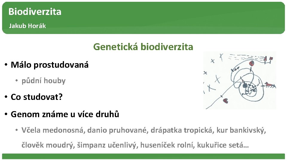 Biodiverzita Jakub Horák Genetická biodiverzita • Málo prostudovaná • půdní houby • Co studovat?